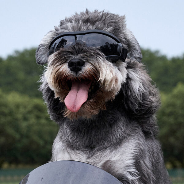 New Pet Cool Goggles Glasses with UV protection and Adjustable - Image 4